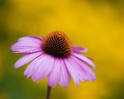 _Y3A0546 coneflower 1024.jpg