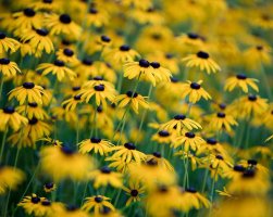 _Y3A0553 coneflowers 1024.jpg