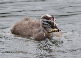 GrebeBabyFish6340_Crop.jpg