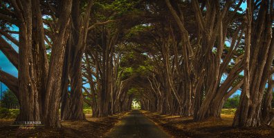 Tree Tunnel_sm_wm.jpg