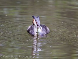 Grebe2.jpg