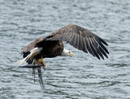 baldeagle+fish_915A3916_wing.jpg