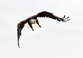 BaldEagleFaceOn_915A3860.jpg
