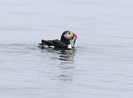 puffinwithfish_915A3388.jpg