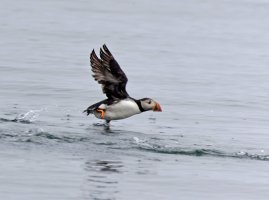 puffintakingoff_915A3384.jpg