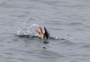Puffindiving_915A3255.jpg