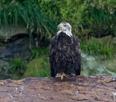 baldeagle_inthe rain_915A3324.jpg