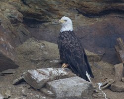 Baldeagle_915A3355.jpg