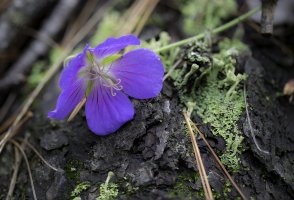 _D3_4107-13 stack.jpg