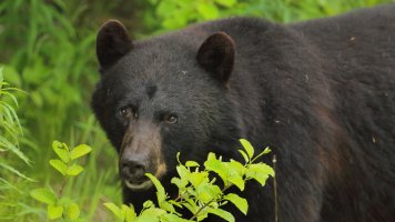 Black bear_1D4_8605.JPG