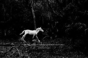 197-7556-9_SPIRIT_OF_CUMBERLAND_ISLAND_medium.jpg