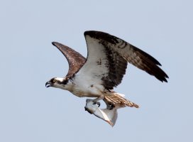 Osprey+Flatfish_915A4343_CR1.jpg
