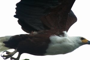 Fish_eagle-10769.jpg