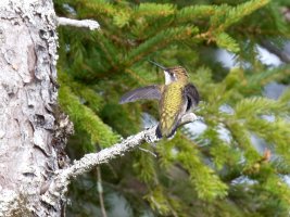 yellowhummingbird_915A4702_CR1.jpg