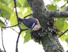 Nuthatch_915A4630_CR2.jpg