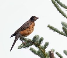 americanrobin_915A4661_CR3.jpg