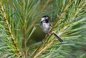 blackcappedchickadee_915A4677_CR4.jpg