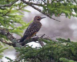 NorthernFlicker_915A4877_DxO_CR5.jpg