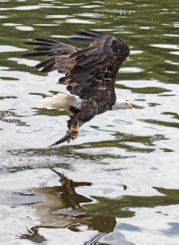 baldeagle+fish_915A3715_1.jpg