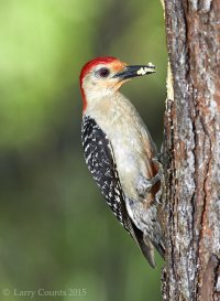 wood pecker_164.jpg