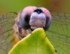 Dragonfly_T2i_25041_Ltr.JPG