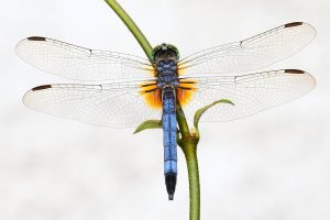 Dragonfly_T2i_2190_6Wx4H.JPG