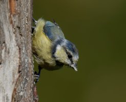 Bluetit__915A4924-DxO_bluetit560.jpg
