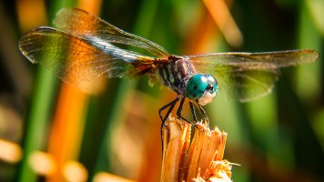 Dragonfly.jpg
