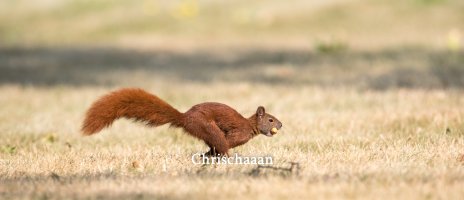 Nussexpress (light) (1 von 1).jpg