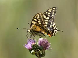 Butterfly_915A8723.jpg