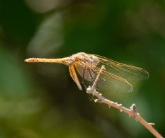 dragonfly_915A8726.jpg
