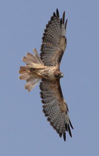 0220-Hawk-c1s.jpg