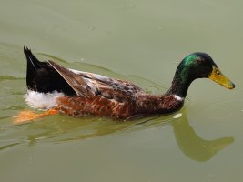 Pic 1.JPG
