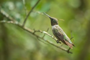 2015 Hummingbird2 (1 of 1).jpg