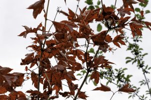 Autumn on the Trail 2000w.jpg