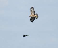 Marsh_Harrier+Magpie_IMG_0568_CR.jpg