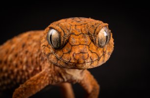 Exotic Pets (11 of 16)-2.jpg