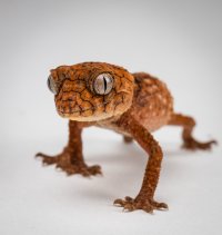Exotic Pets (14 of 16)-2.jpg