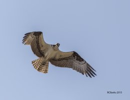 Osprey 300 6D 5.jpg