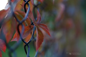 Tamron SP 45mm VC-22.jpg