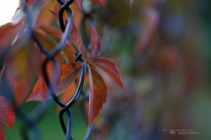 40 Fence Bokeh.jpg