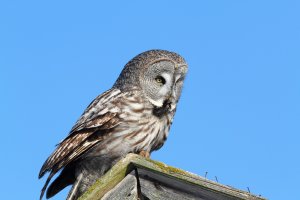 GREAT GREY OWL.JPG