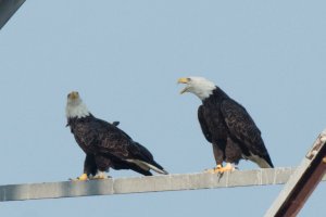 Eagles on tower 1-1 crop.jpg