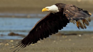 BaldEagle_7531.JPG