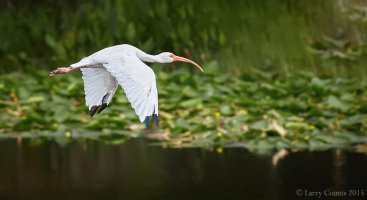 Leesburg Park_006.jpg