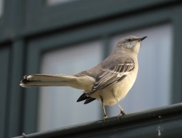 Unknown1_IMG_0746.jpg