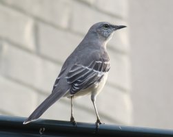 Unknown2_IMG_0733.jpg