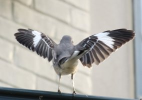 Unknown3_IMG_0731.jpg