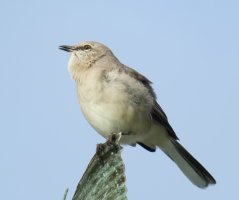 Unknown4_IMG_0728.jpg