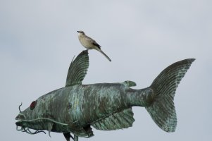 MockingbirdOnFishIMG_0709.jpg